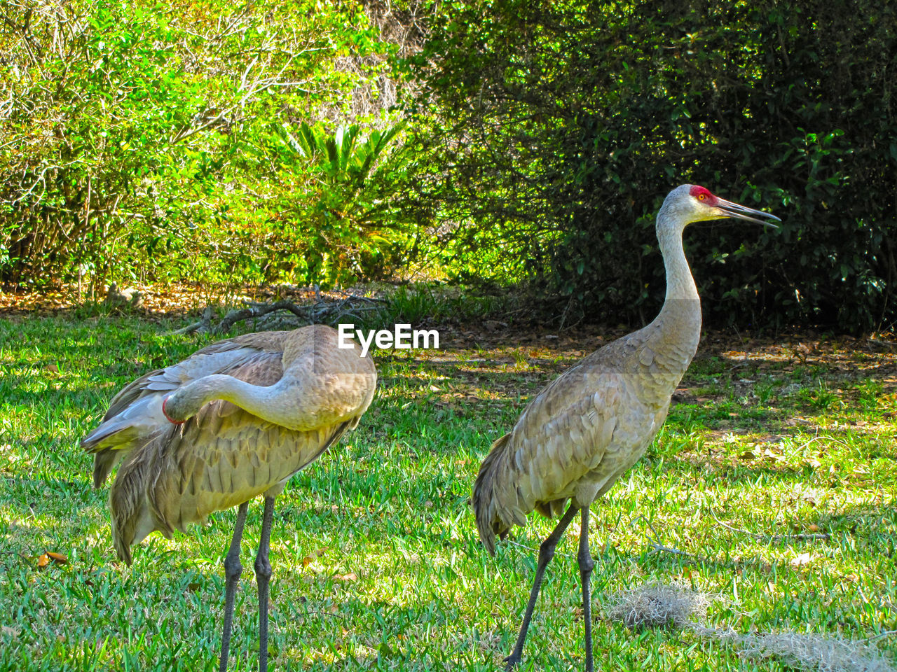 VIEW OF BIRDS ON GRASS