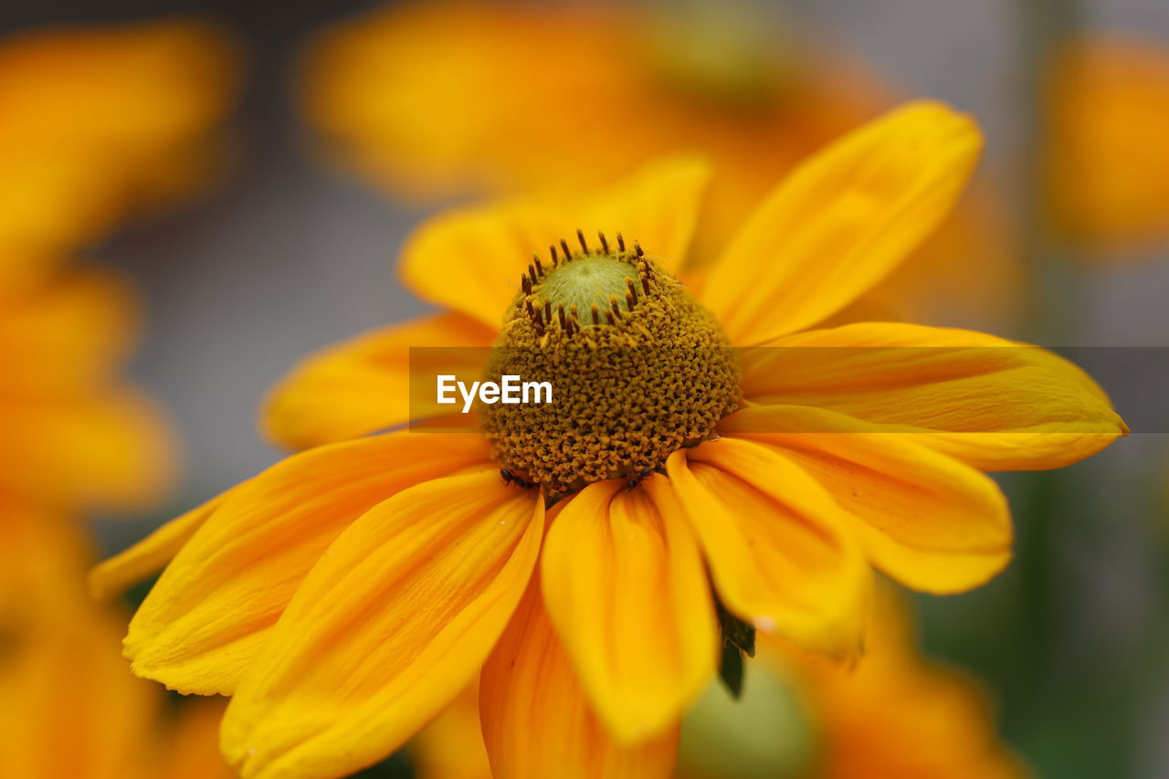 flower, flowering plant, yellow, freshness, plant, beauty in nature, flower head, close-up, fragility, petal, growth, macro photography, inflorescence, nature, focus on foreground, pollen, no people, black-eyed susan, outdoors, animal wildlife, selective focus, day, botany, animal themes, wildflower, insect