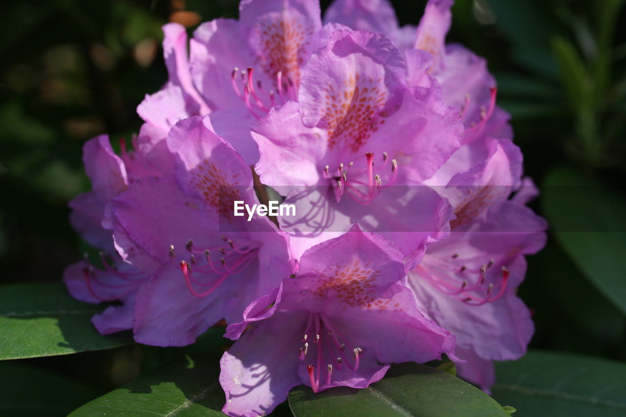 Pink flower rhododendron