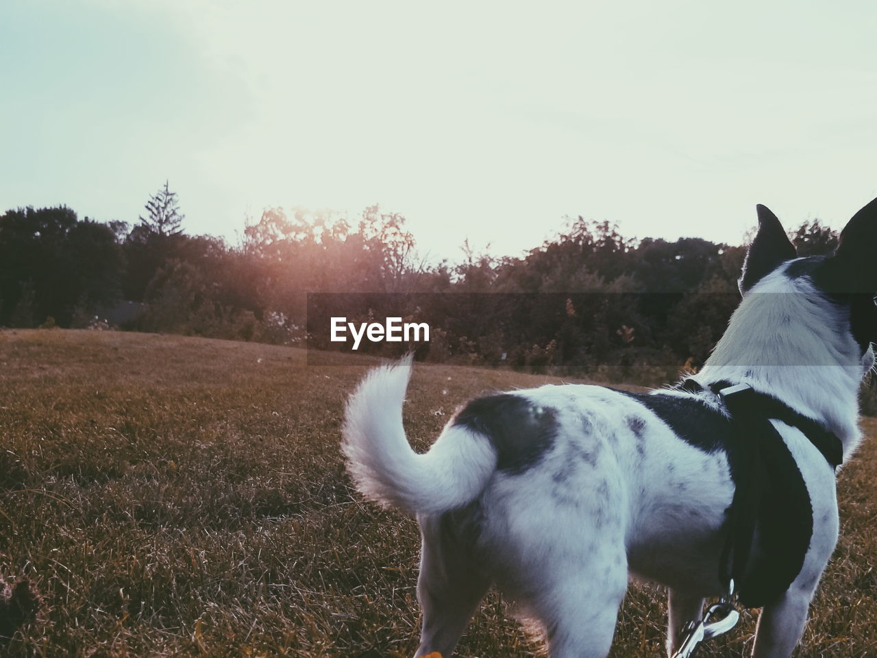 CLOSE-UP OF DOG STANDING ON FIELD AGAINST TREES