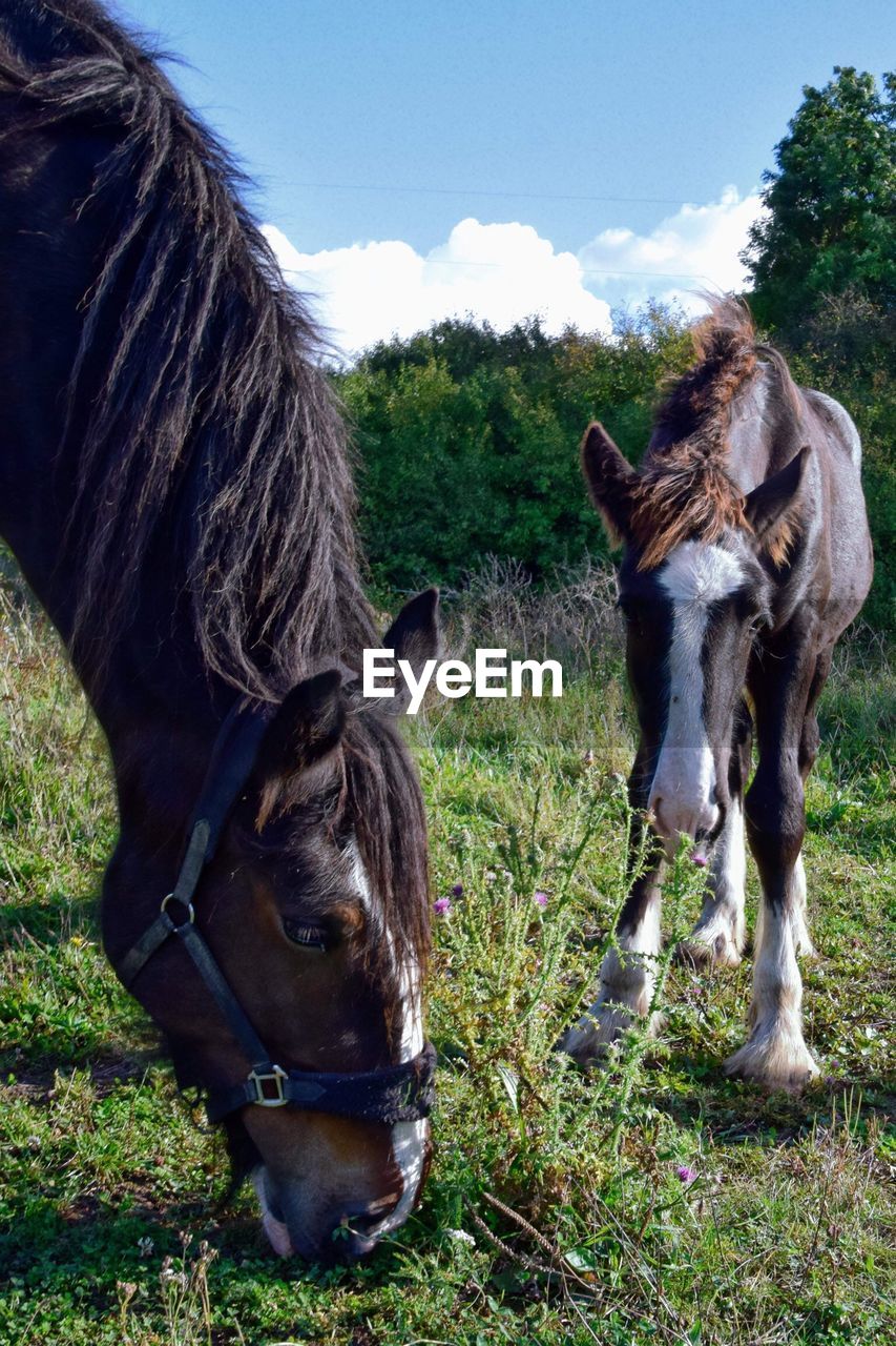 Horses grazing on grass against sky