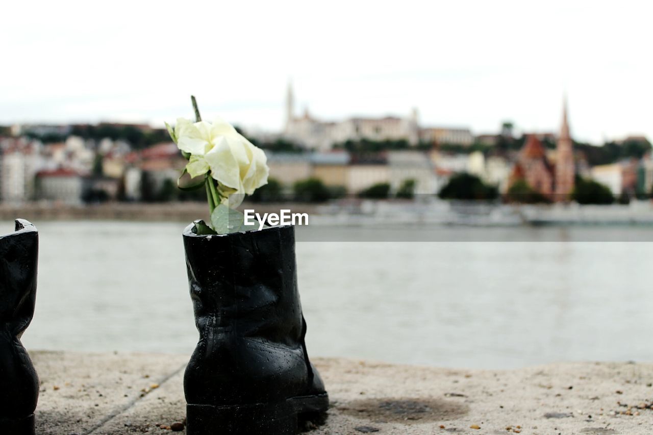 CLOSE-UP OF FLOWER AGAINST WATER