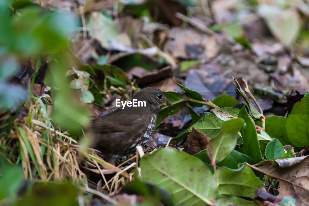 BIRD ON GROUND