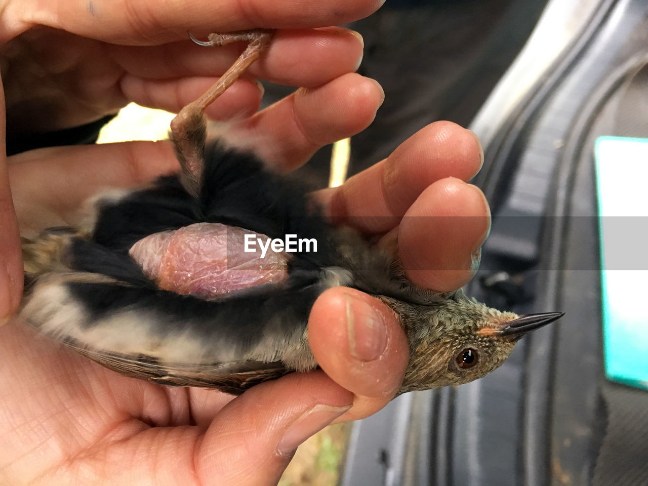 Cropped hands of man holding bird brood patch