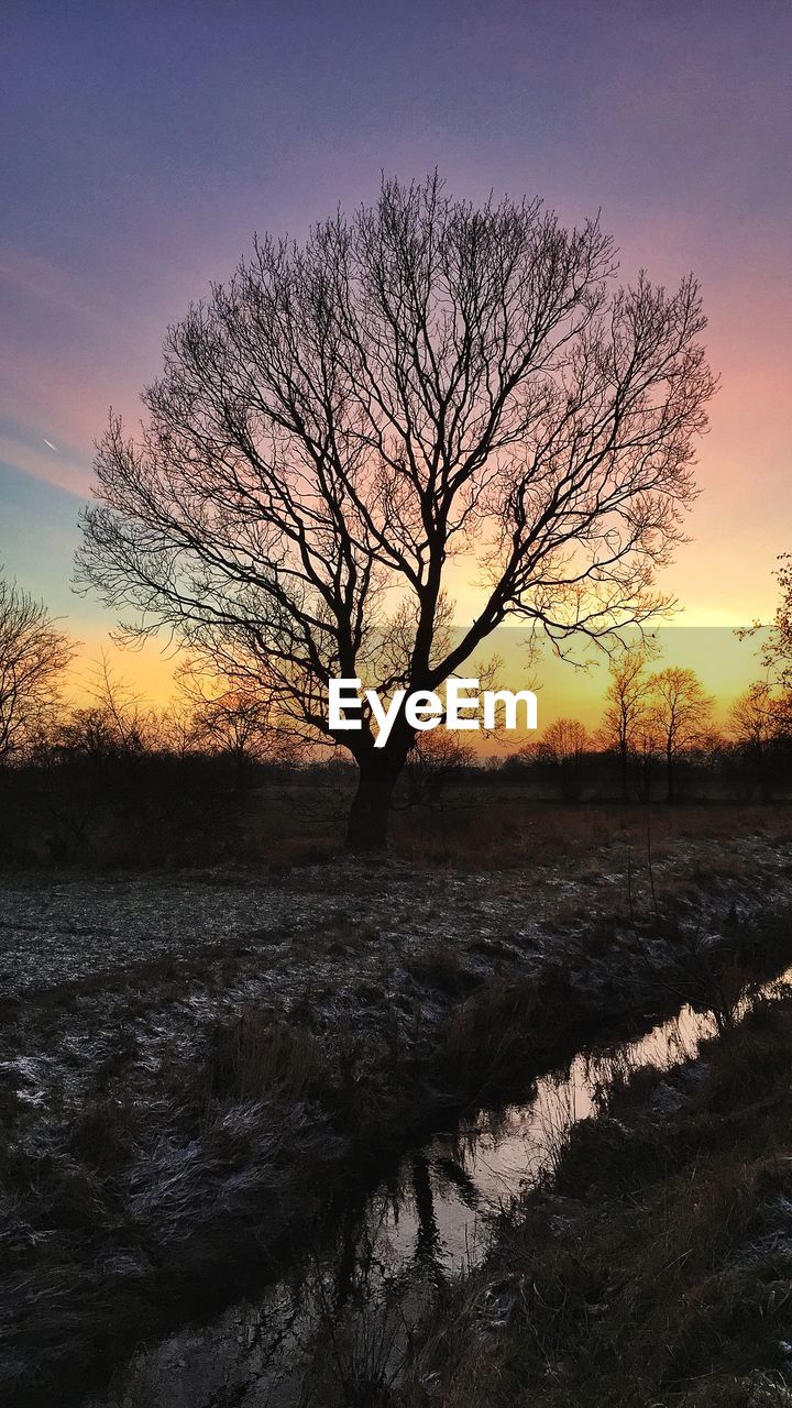 Bare tree on field against orange sky