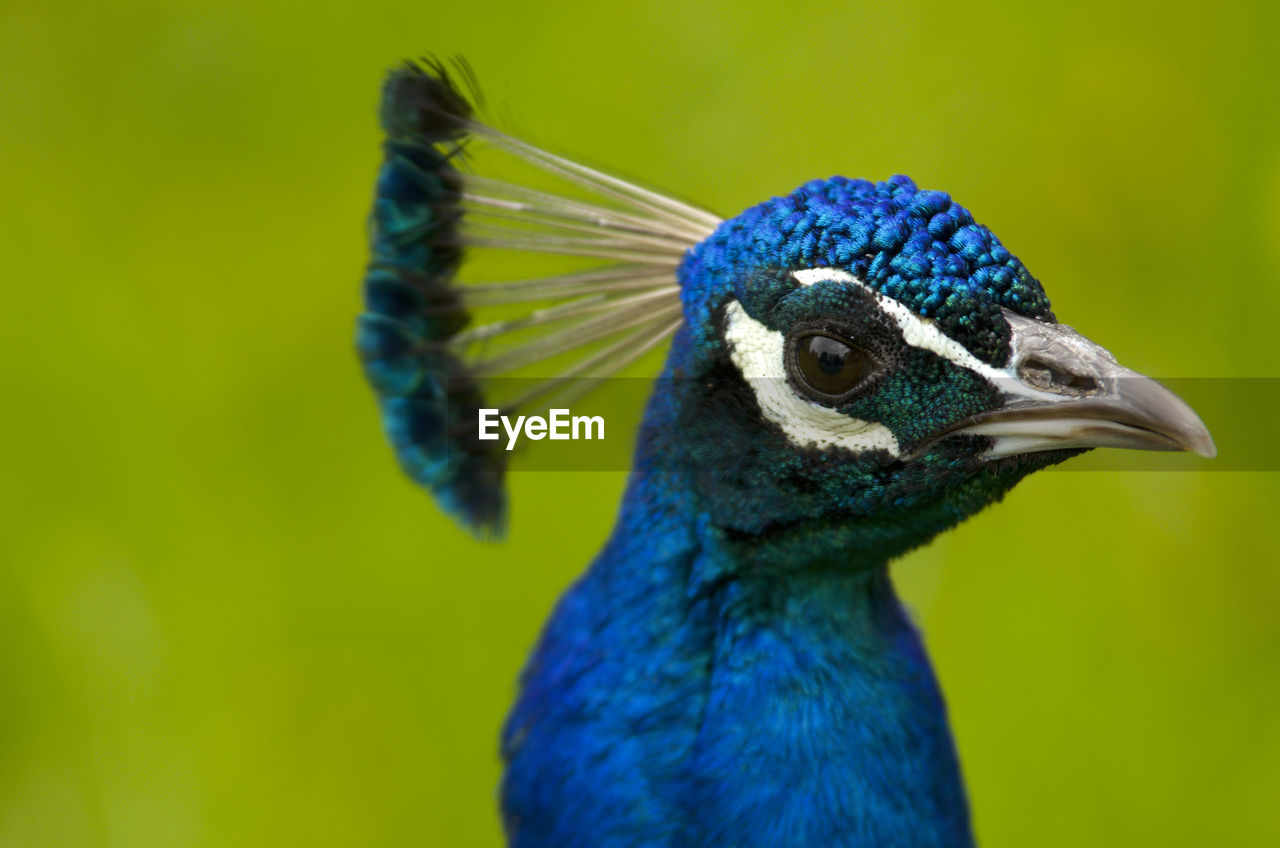 CLOSE-UP OF PEACOCK AGAINST BLUE BACKGROUND