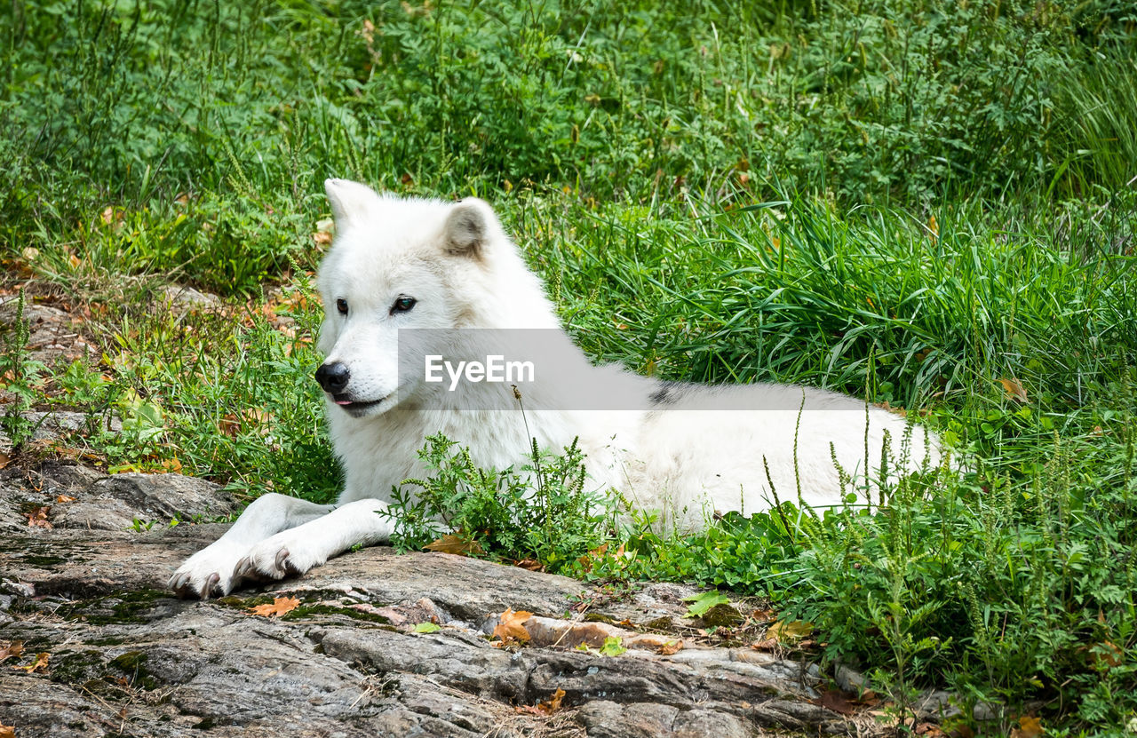 WHITE DOG ON GRASSY FIELD