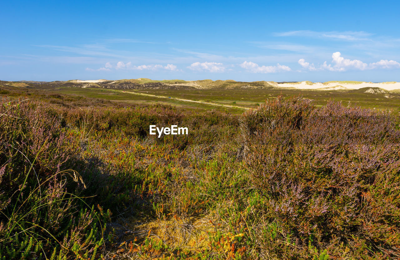 PLANTS GROWING ON LAND