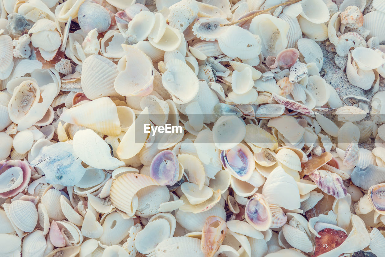 Full frame shot of seashells