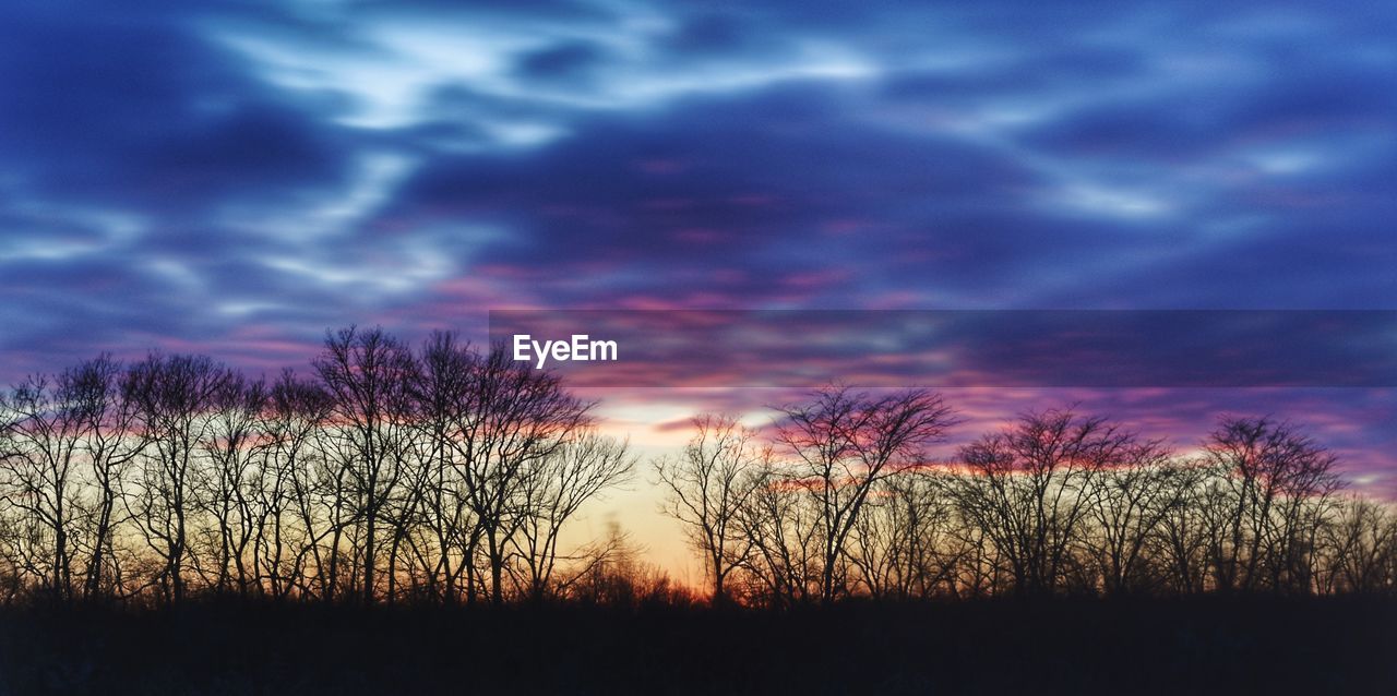 SILHOUETTE OF TREES AGAINST DRAMATIC SKY