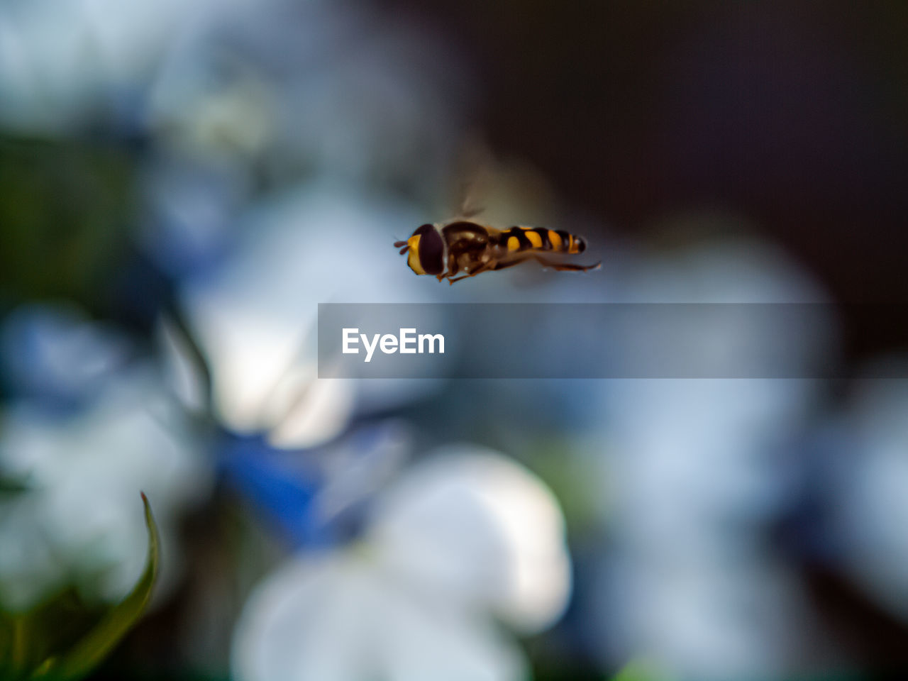 CLOSE-UP OF BEE FLYING IN THE FLOWER