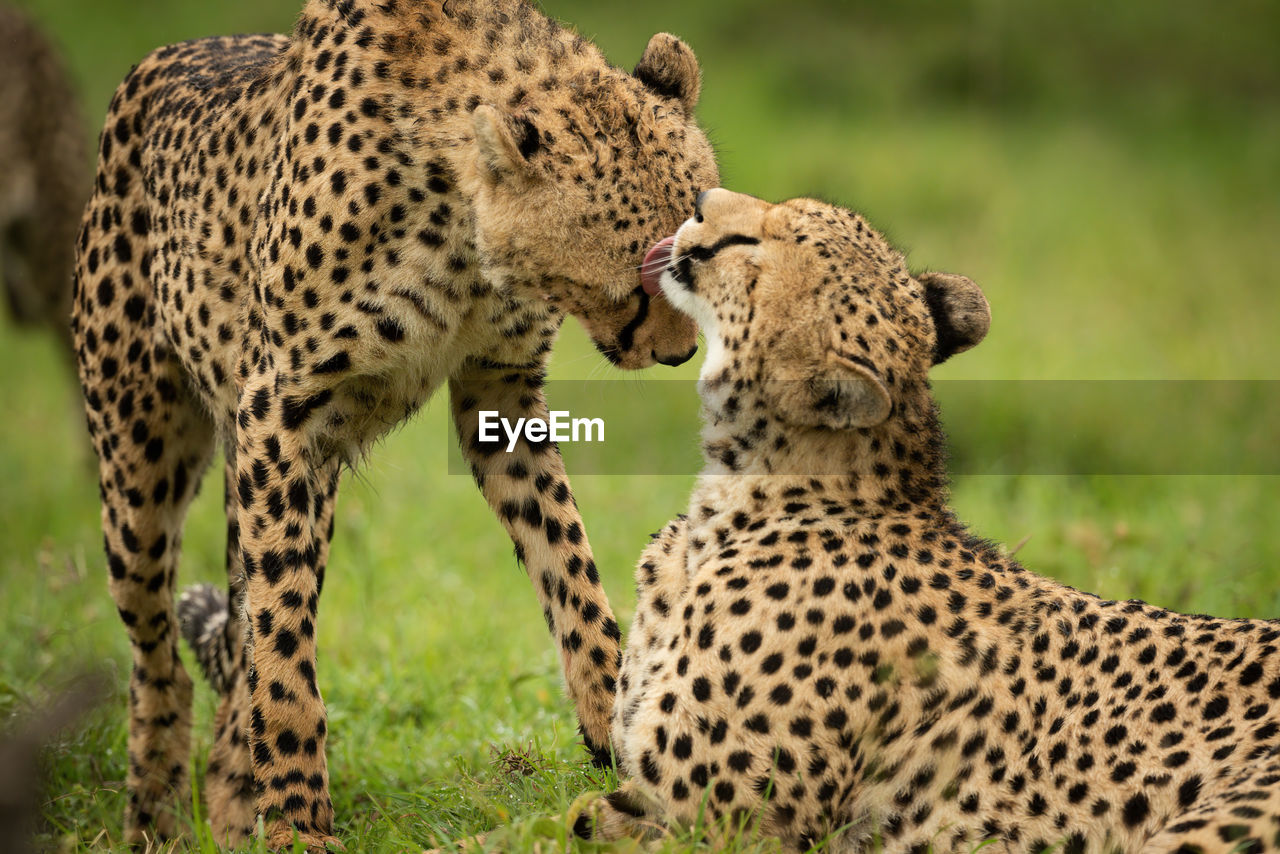 Close-up of cheetah lying licking one standing