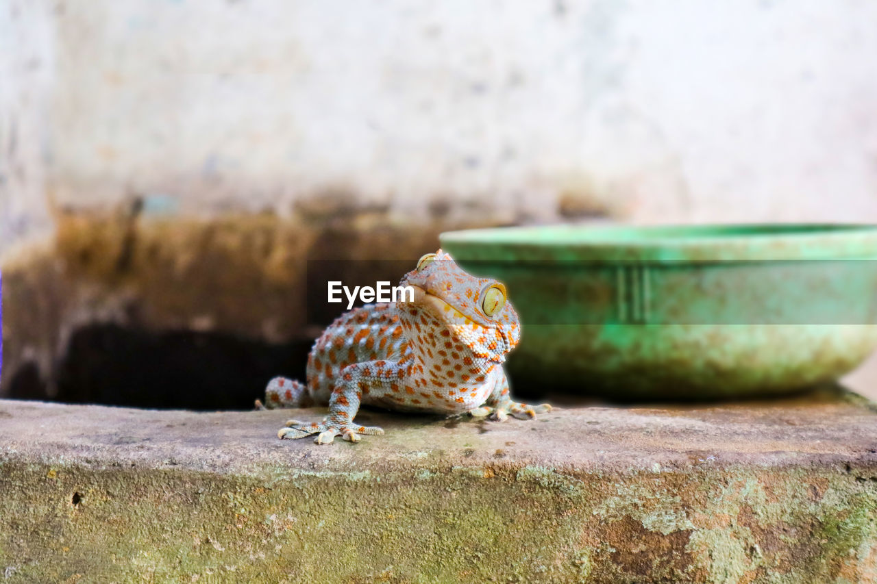 Close-up of lizard on retaining wall