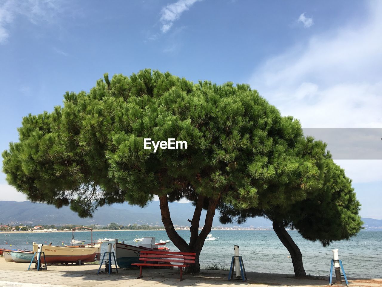 Tree by sea against sky