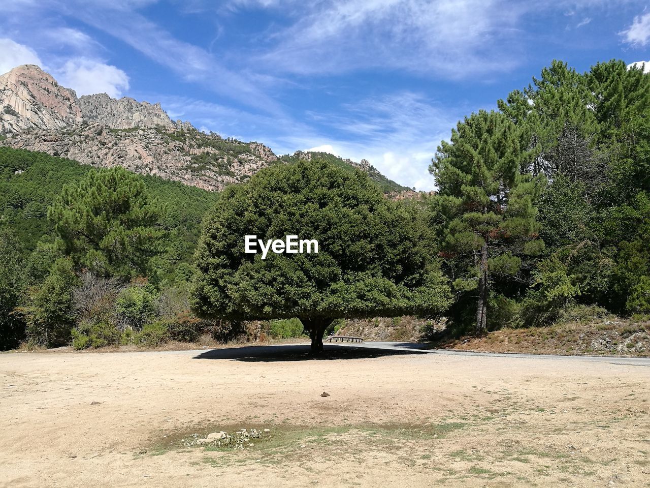 Trees on landscape against sky