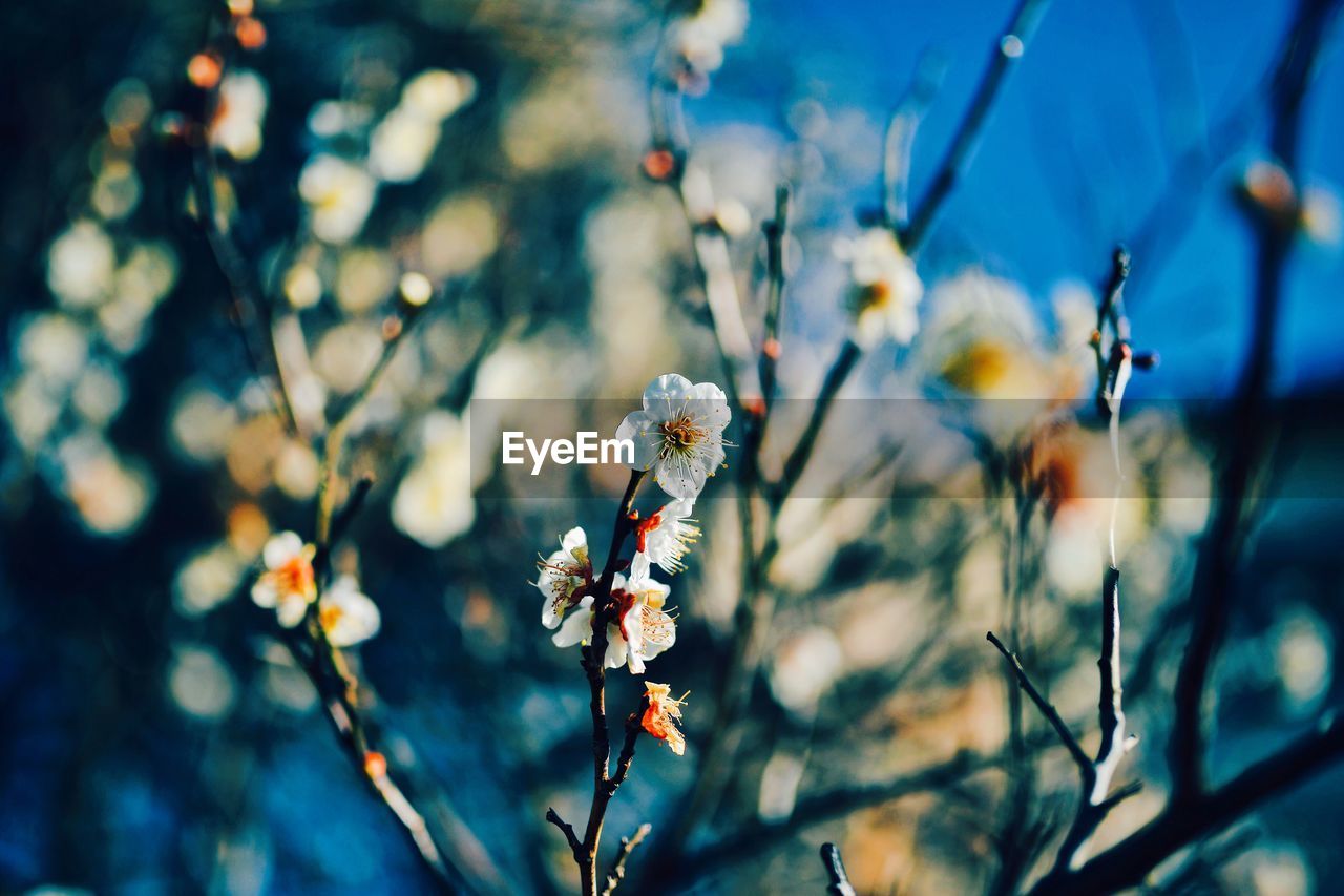 Close-up of white flowers blooming on branch