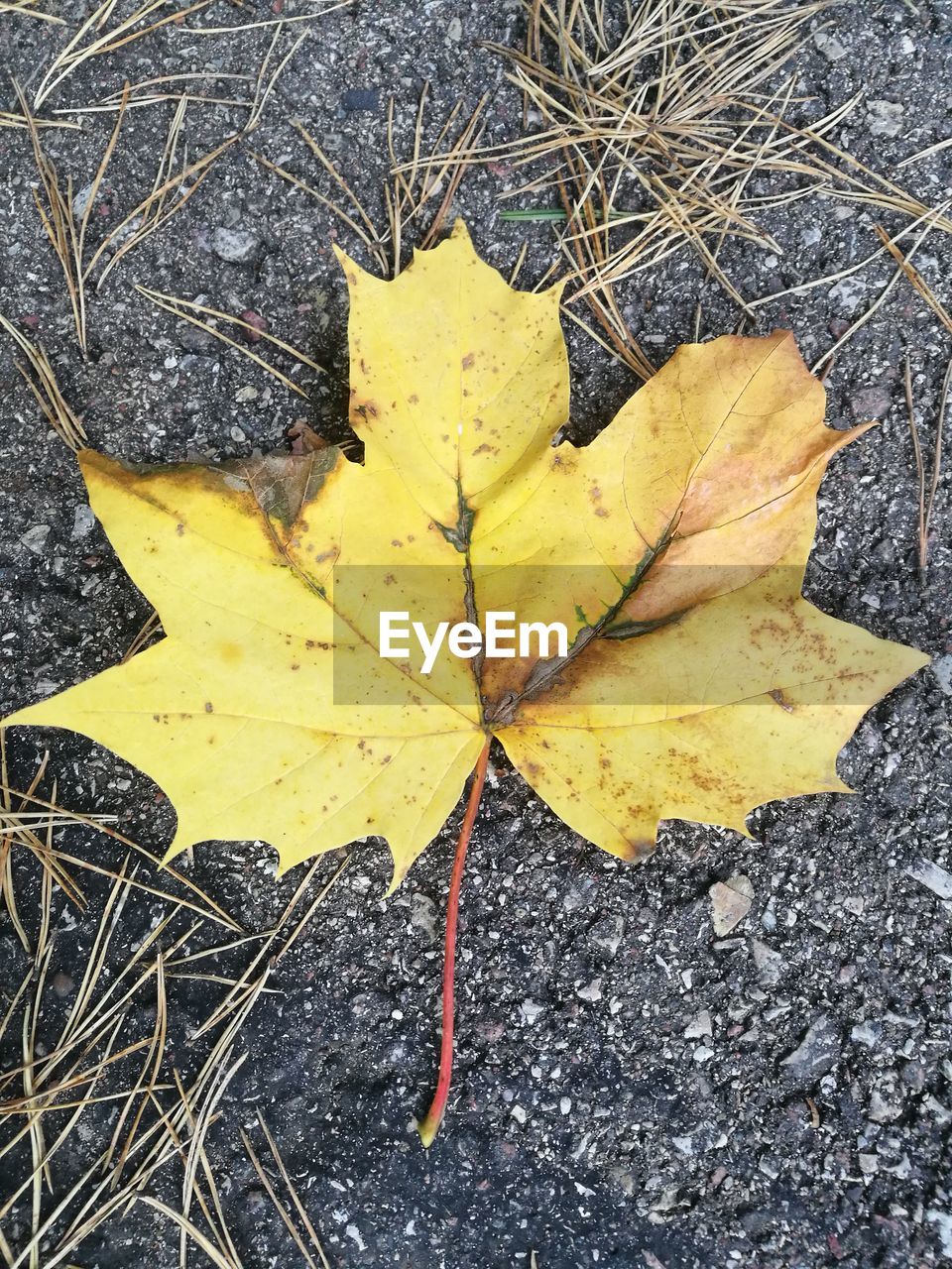 HIGH ANGLE VIEW OF YELLOW MAPLE LEAF ON FALLEN AUTUMN LEAVES