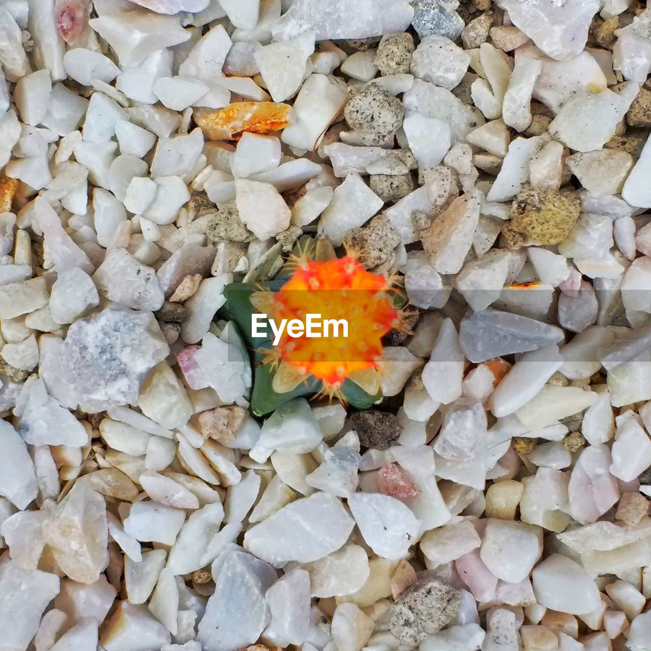 Close-up of cactus flower on stones