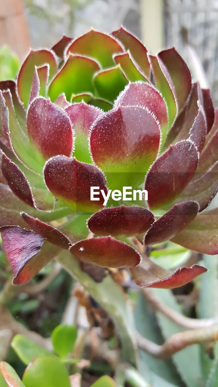 CLOSE-UP OF FRESH LEAVES