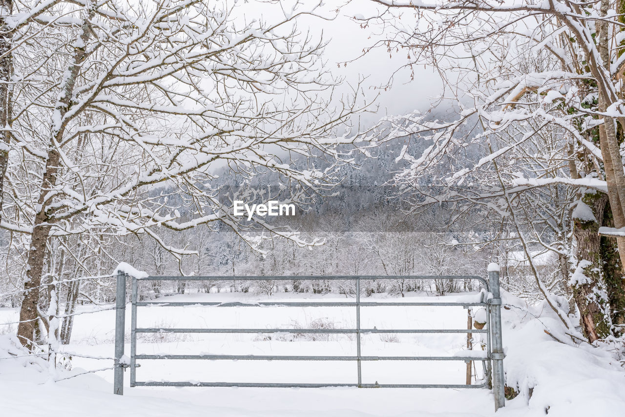 Snow covered bare trees against clear sky