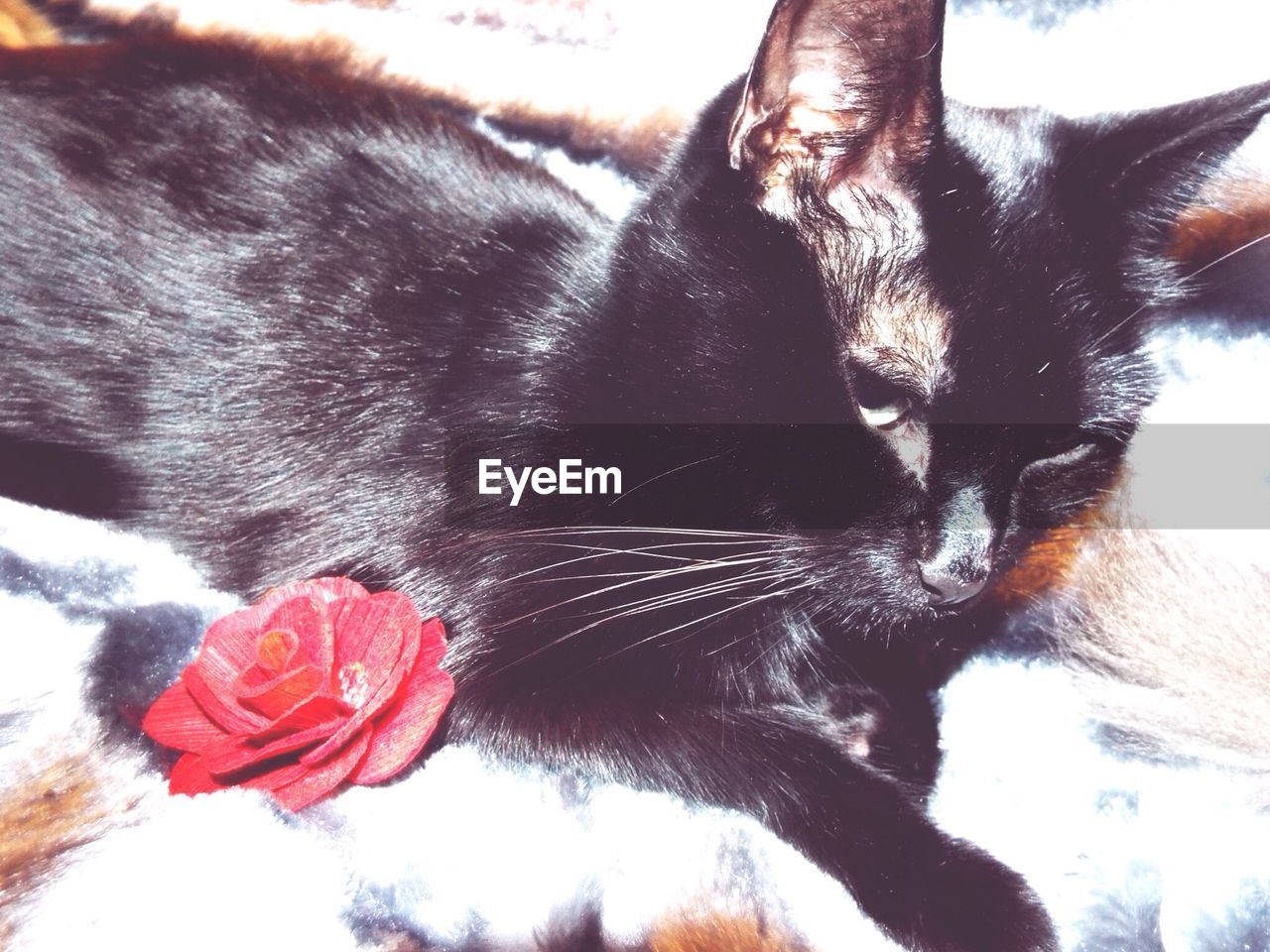Black cat and artificial rose