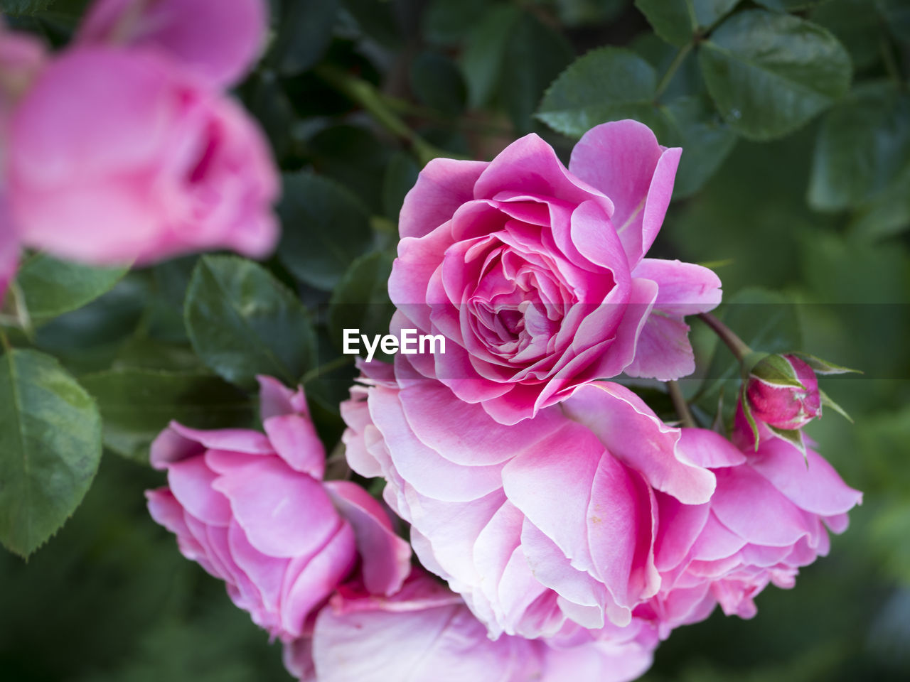 CLOSE-UP OF PINK ROSE WITH PURPLE ROSES
