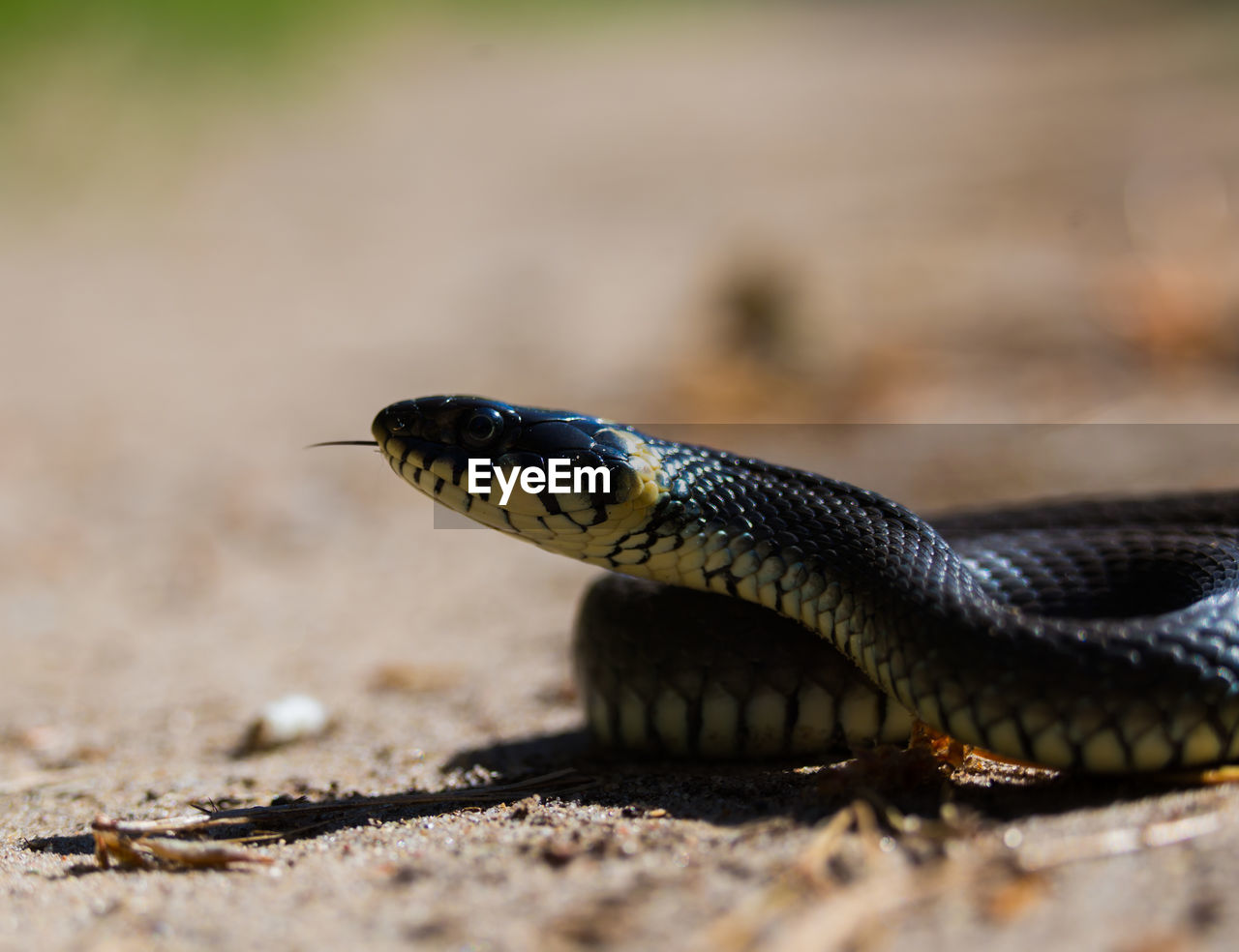 animal themes, animal, animal wildlife, one animal, reptile, wildlife, snake, close-up, no people, nature, animal body part, land, serpent, day, macro photography, outdoors, sign, warning sign, poisonous, communication, selective focus, environment, wall lizard