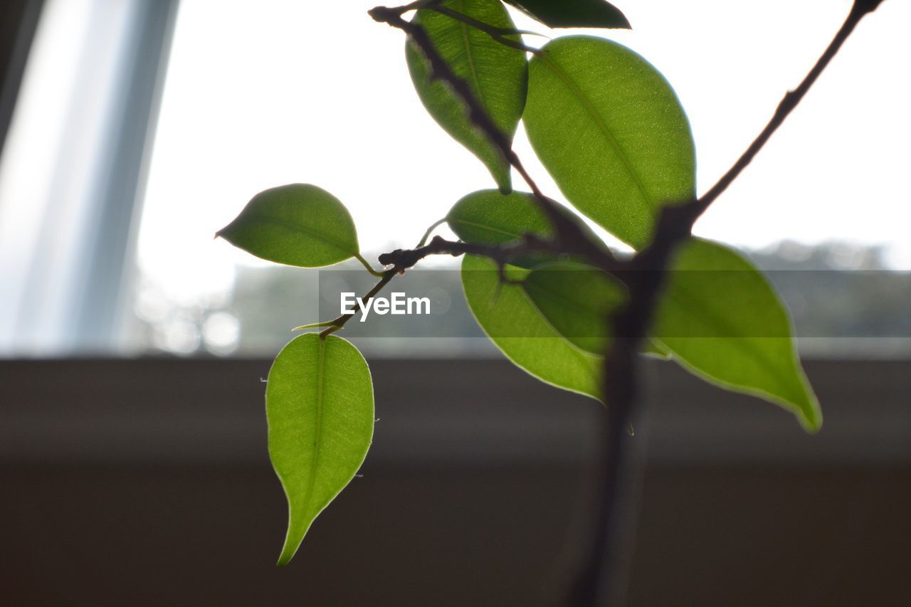 CLOSE-UP OF PLANT AGAINST SKY