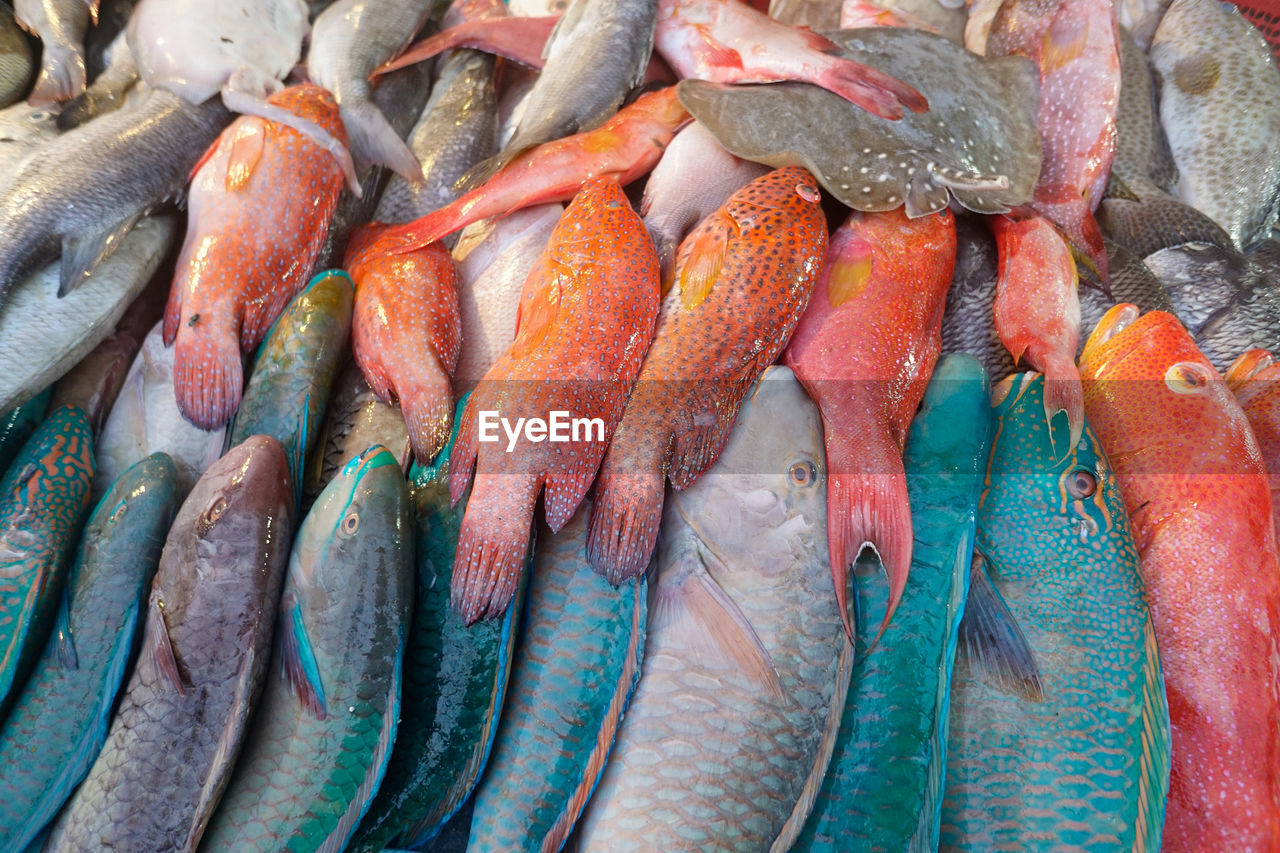 High angle view of fish for sale in market