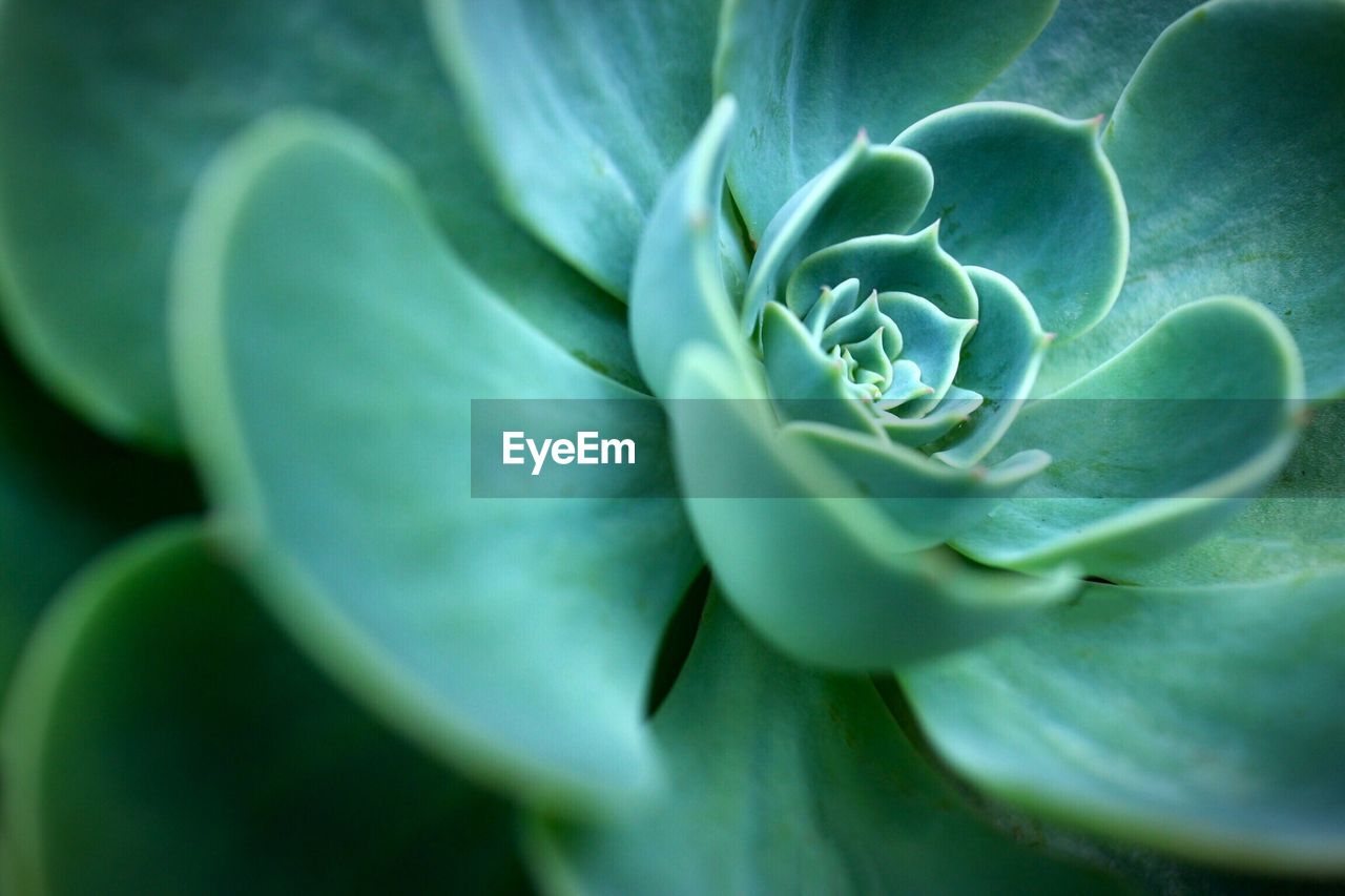 Close-up of succulent plant growing outdoors