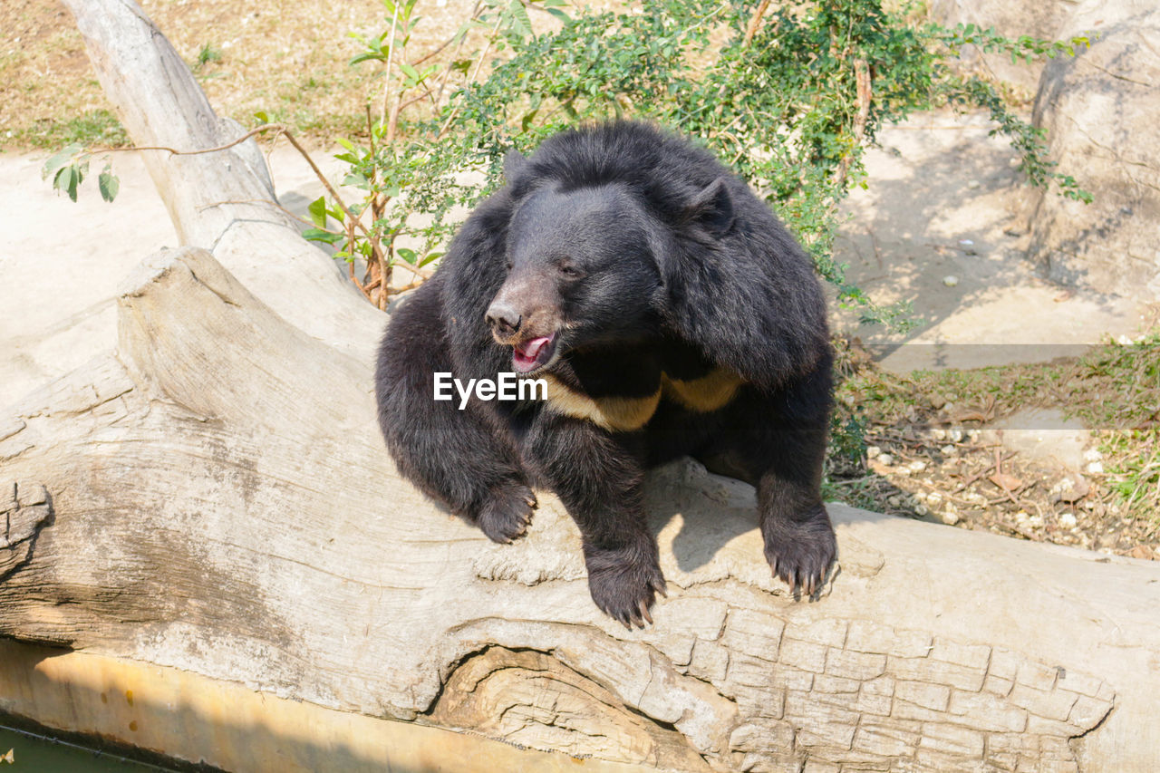 CLOSE-UP OF BEAR ON GROUND