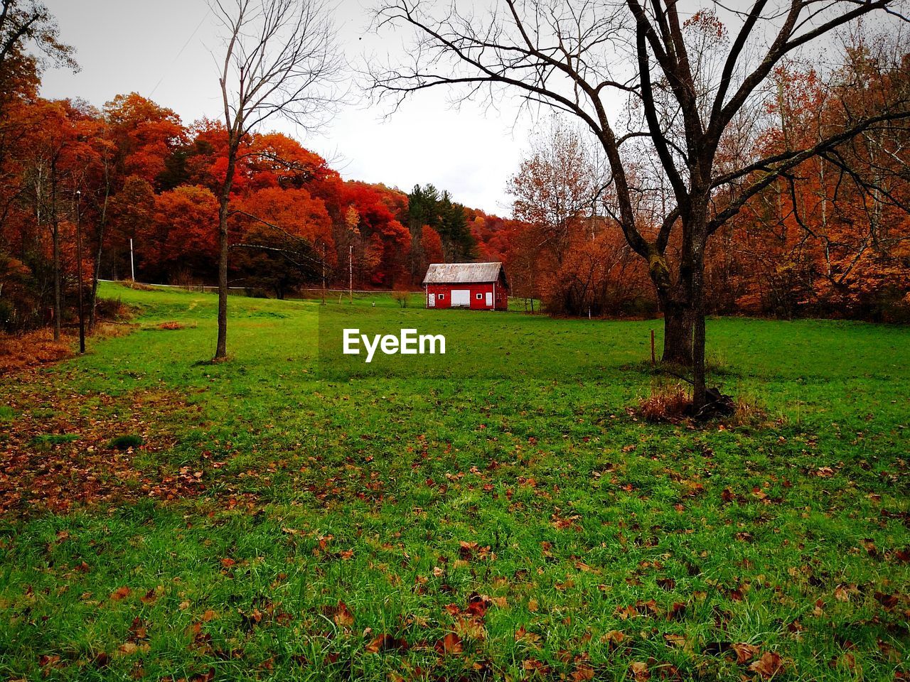Barn on green field by trees during autumn