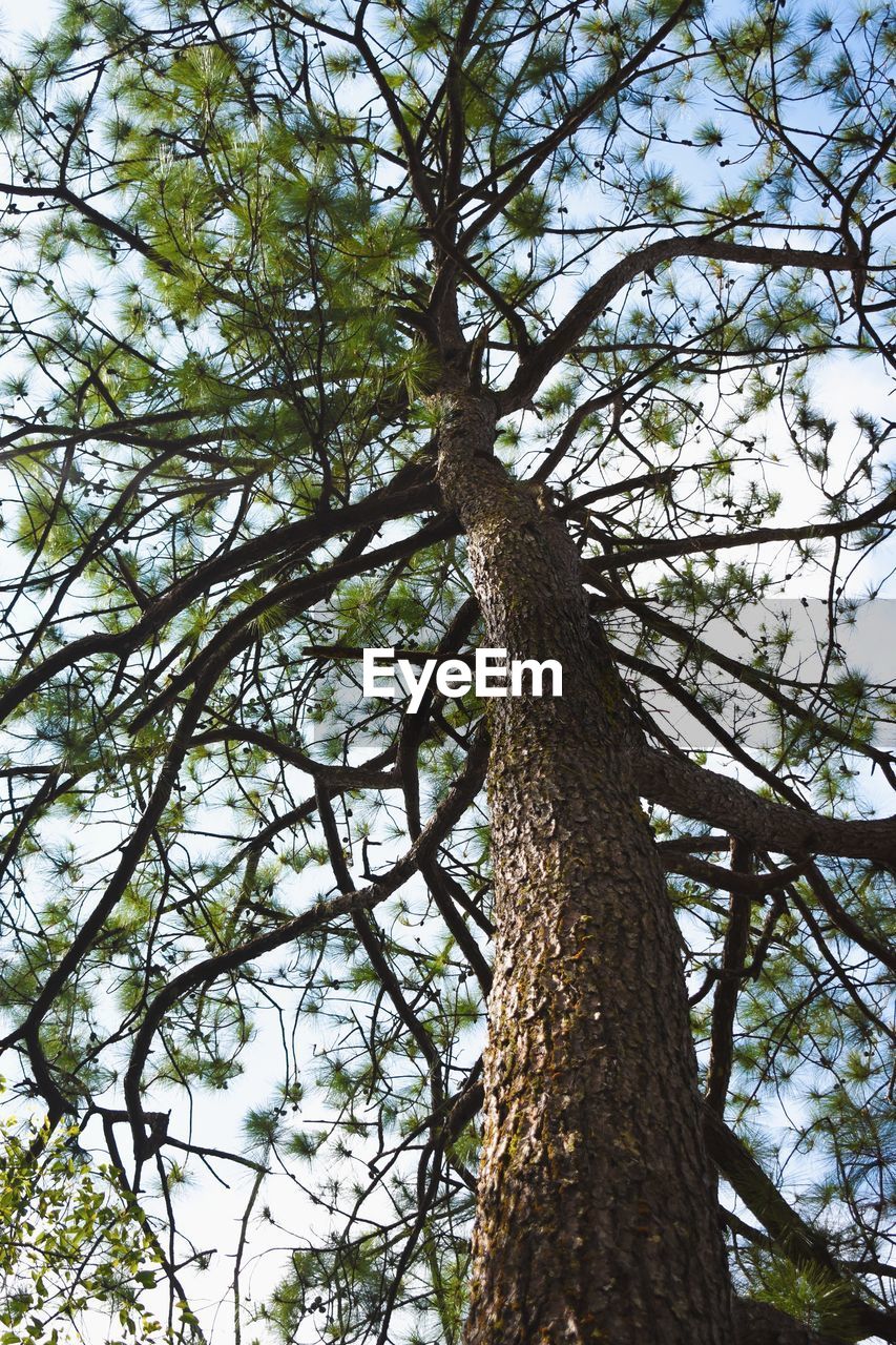 LOW ANGLE VIEW OF TREE AGAINST SKY IN FOREST