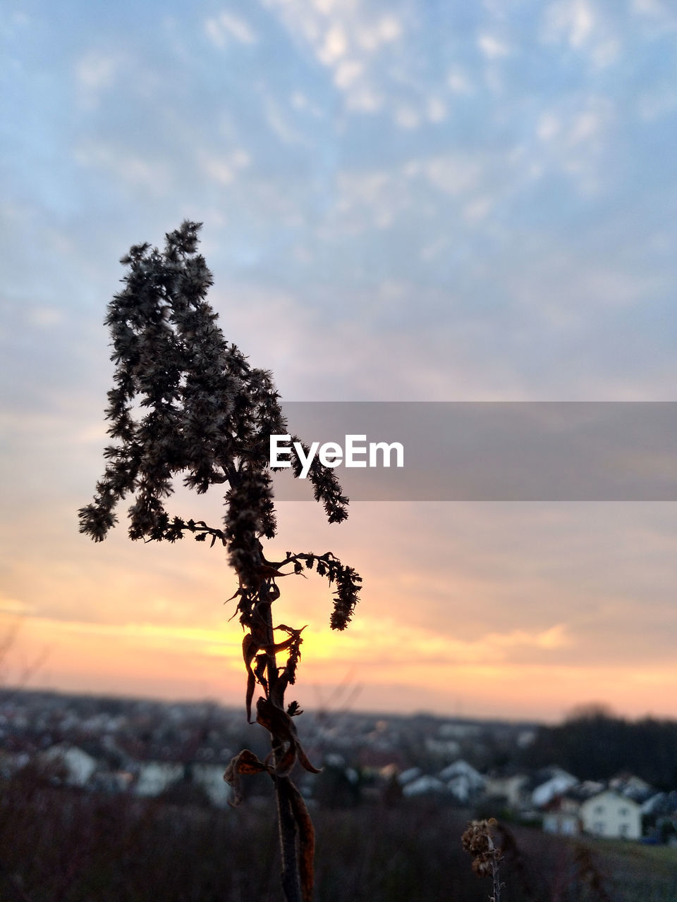 TREE AGAINST SKY DURING SUNSET