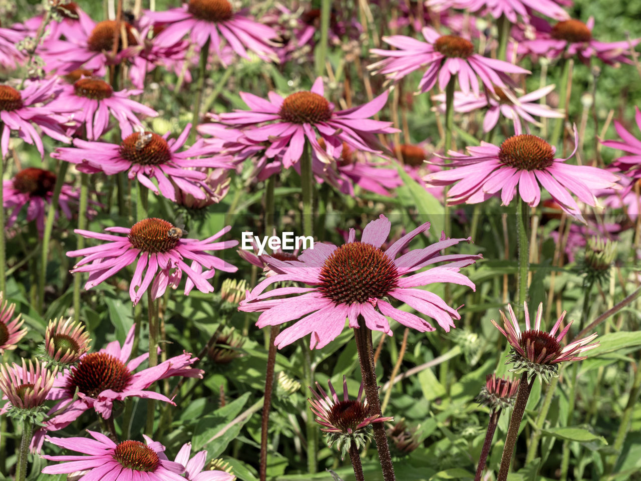 flower, flowering plant, plant, beauty in nature, freshness, fragility, growth, petal, flower head, inflorescence, pink, close-up, nature, no people, day, pollen, focus on foreground, outdoors, wildflower, botany, high angle view, purple, field, bee balm, land, green