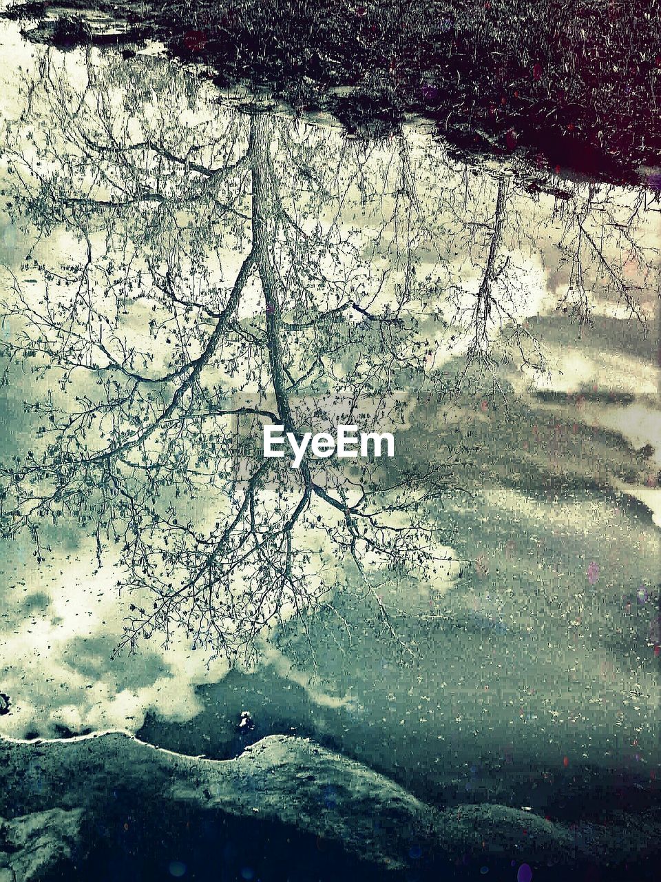 REFLECTION OF TREES IN PUDDLE