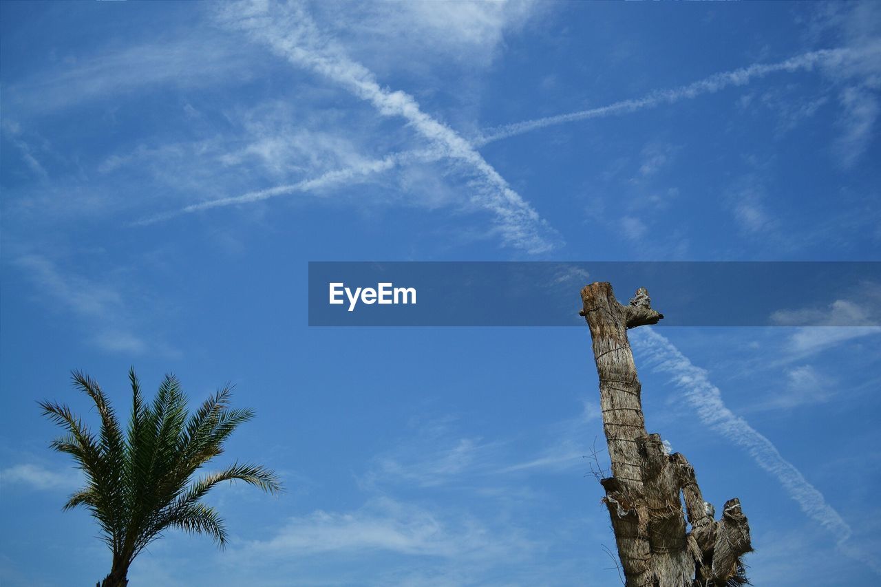 Low angle view of palm tree by dead plant against sky