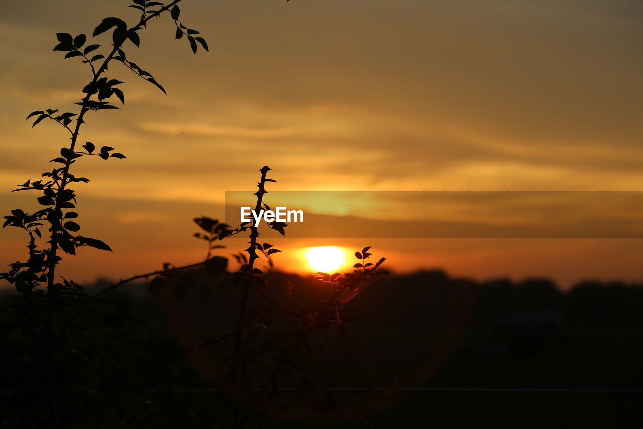 SILHOUETTE PLANTS AGAINST ORANGE SKY