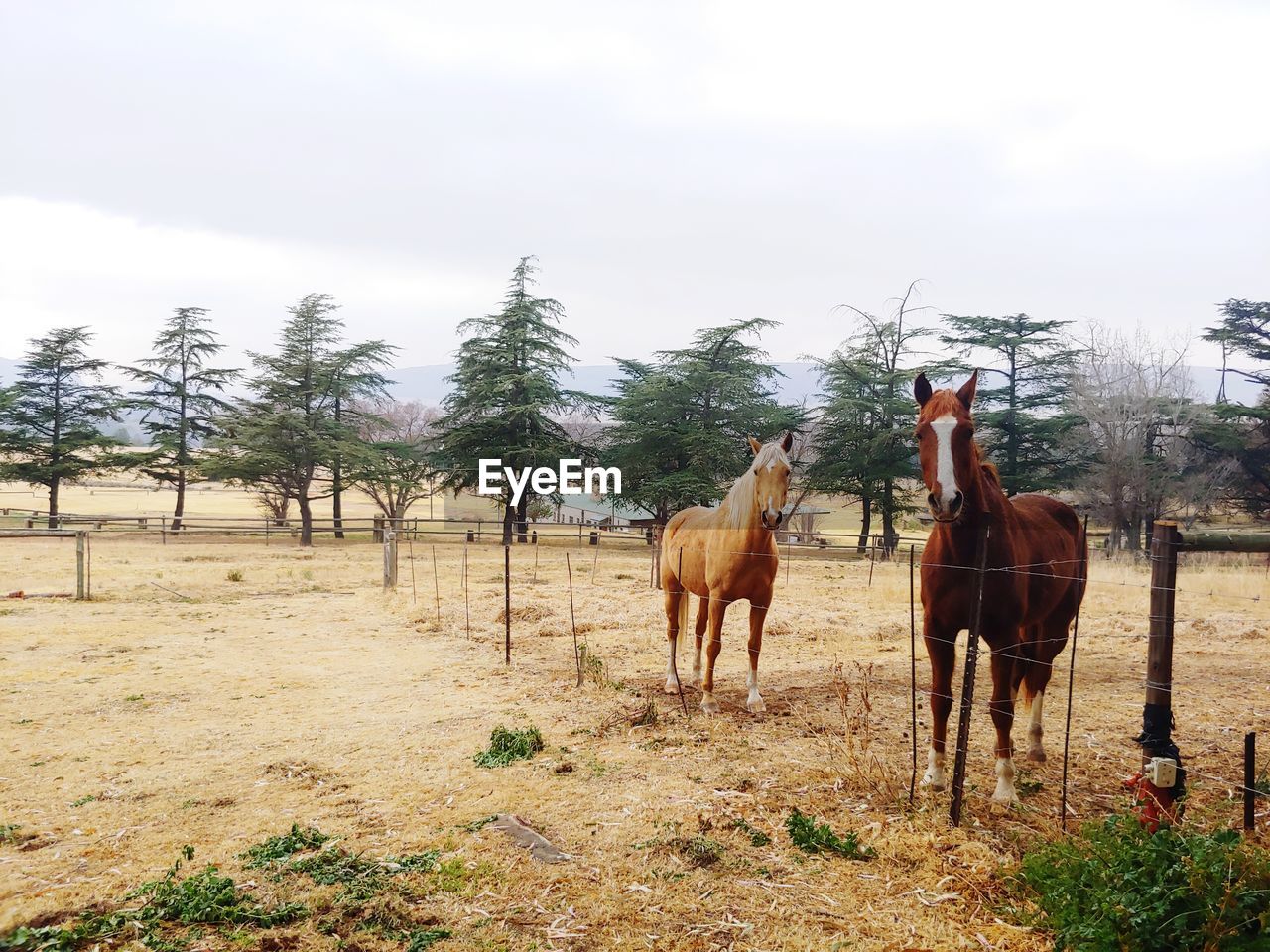 HORSES STANDING IN RANCH