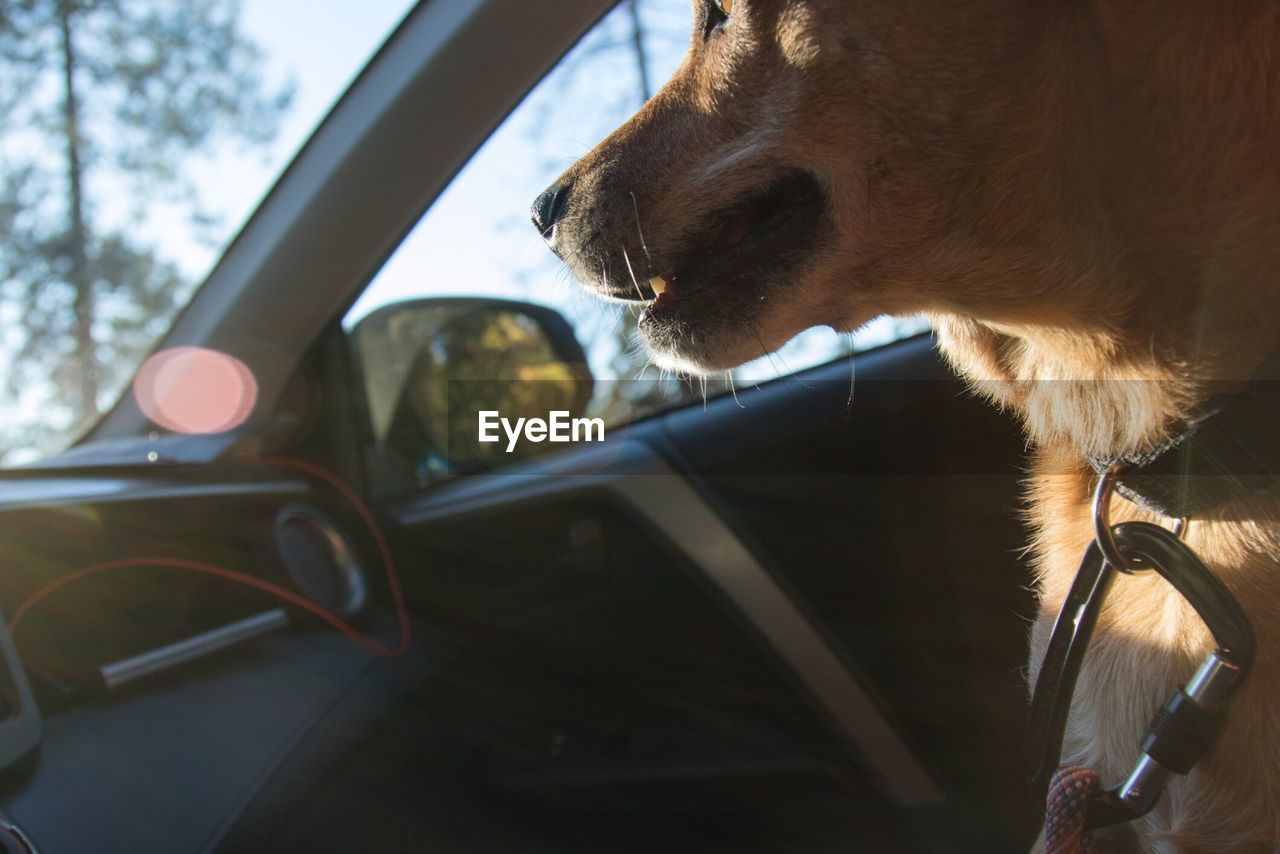 CLOSE-UP OF DOG WITH CAR