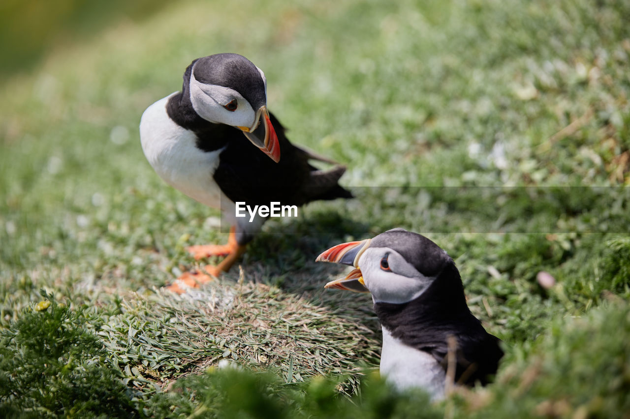 Puffin standing on a rock cliff . fratercula arctica
