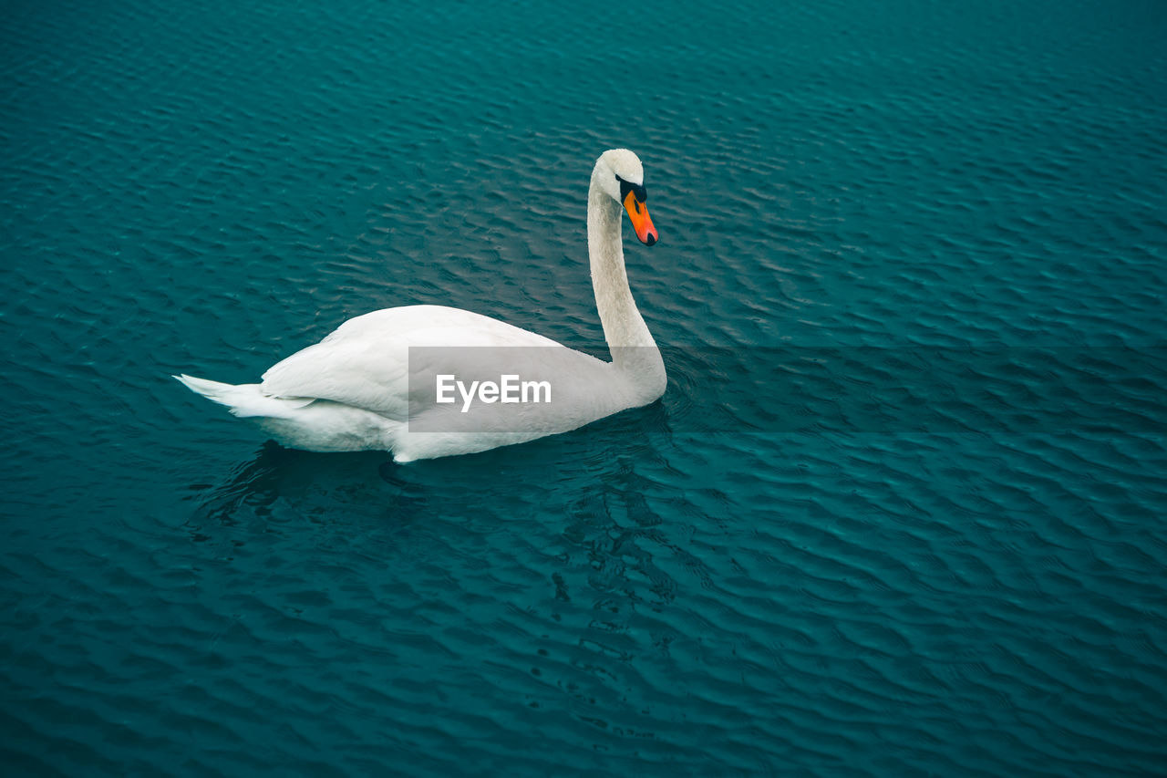 Close-up of swans swimming in lake