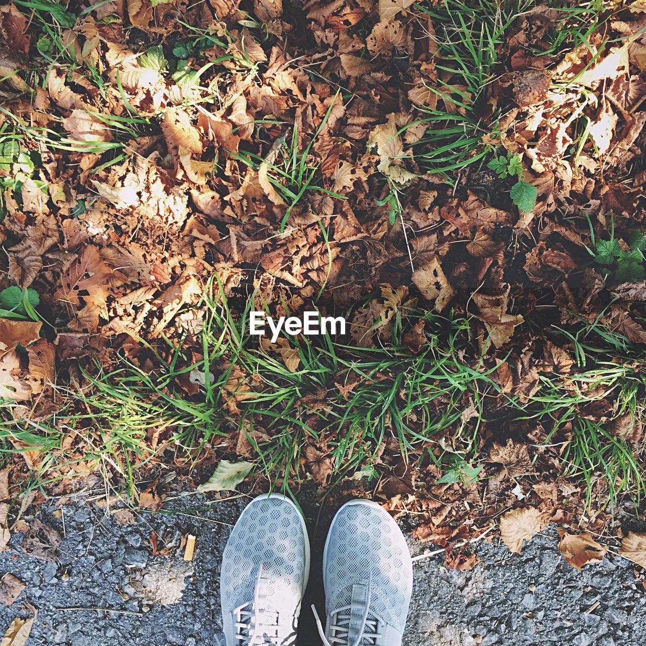 Low section of person standing at park during autumn