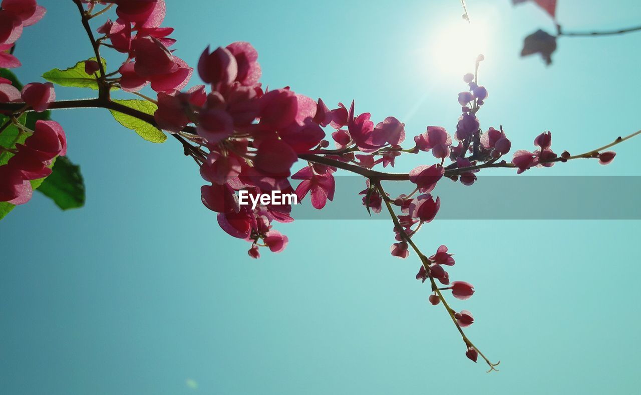 LOW ANGLE VIEW OF BERRIES ON TREE AGAINST SKY