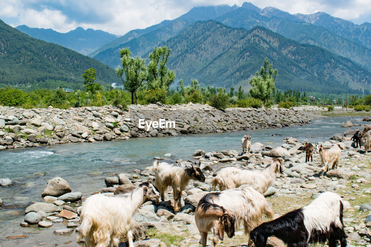 Flock of sheep grazing in lake