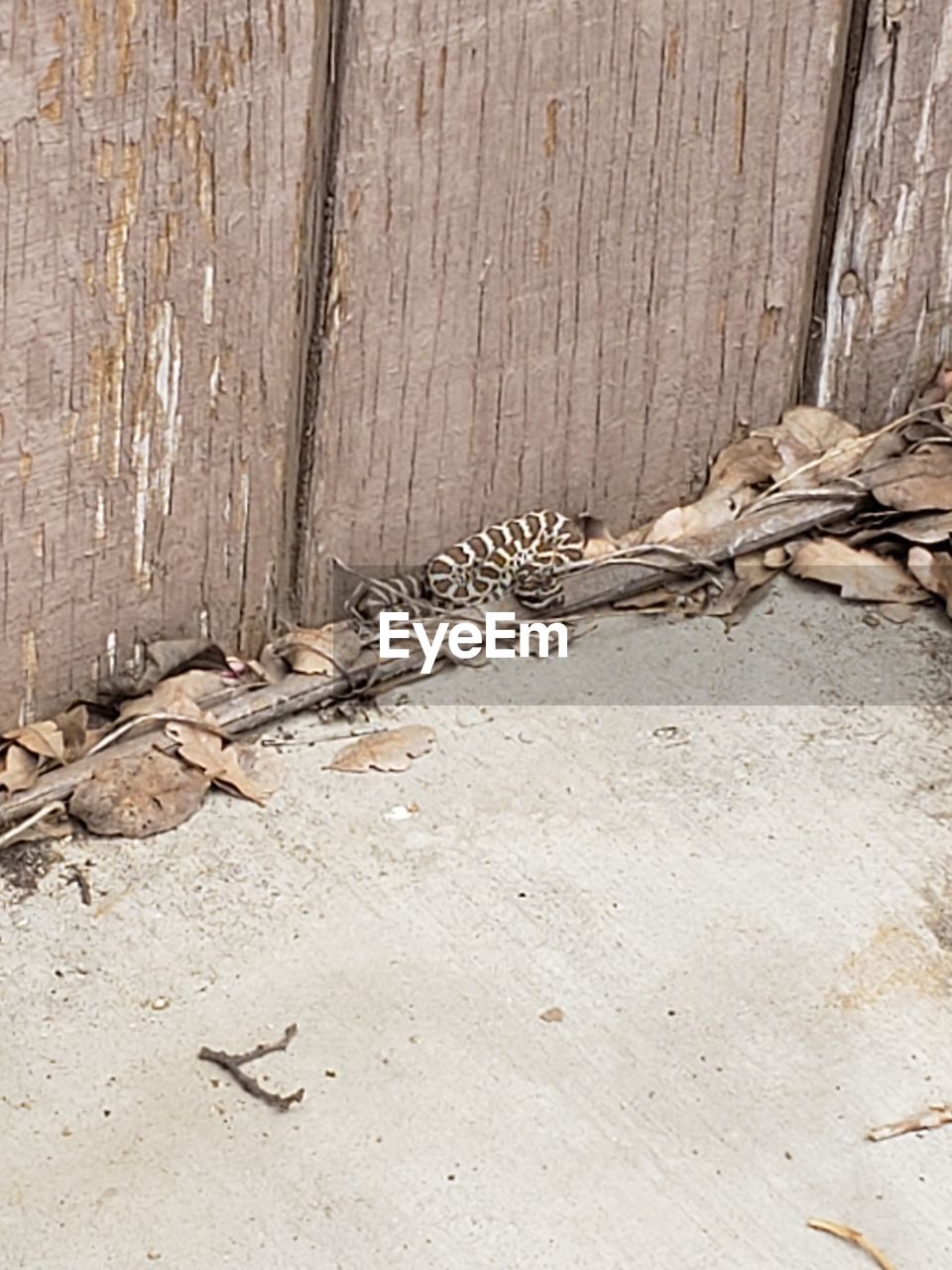 HIGH ANGLE VIEW OF LIZARD ON LAND