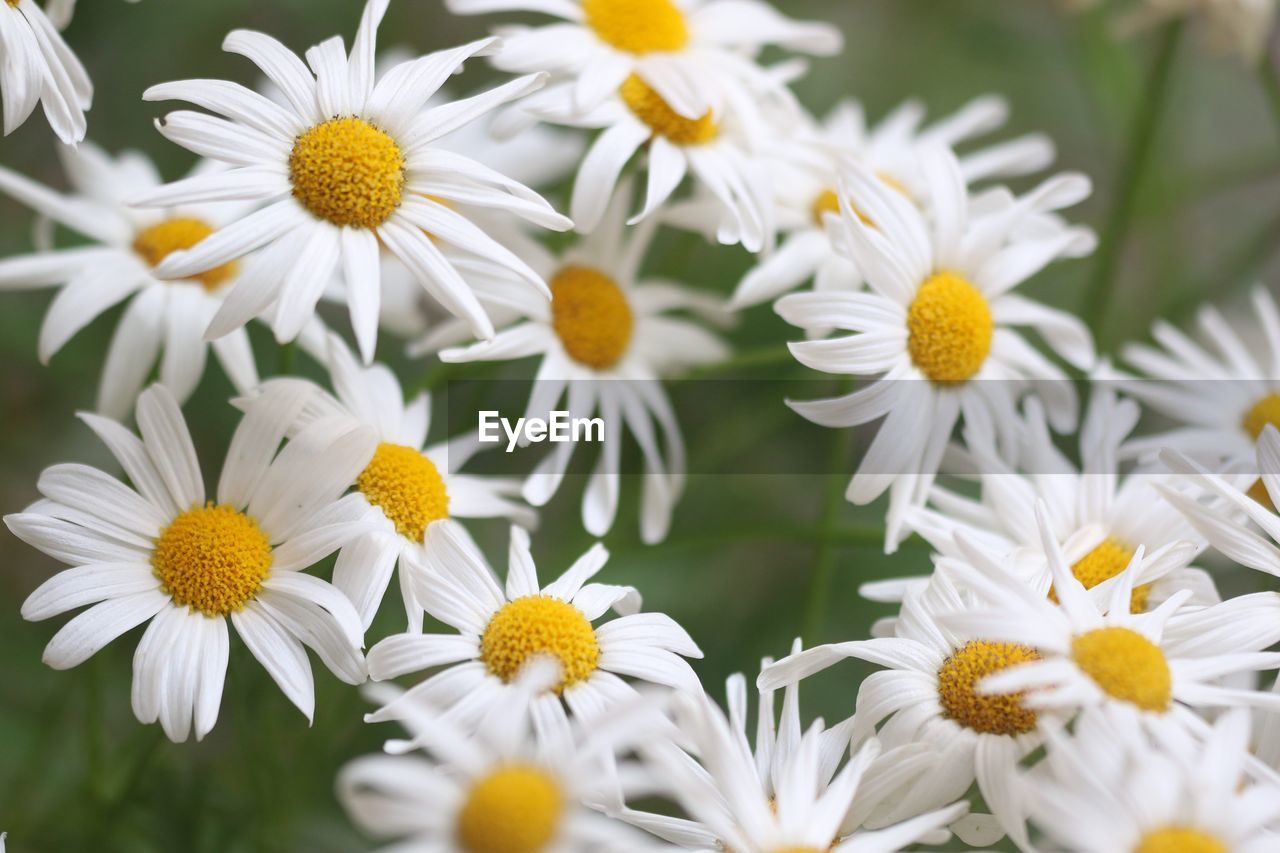 Close-up of white daisy flowers