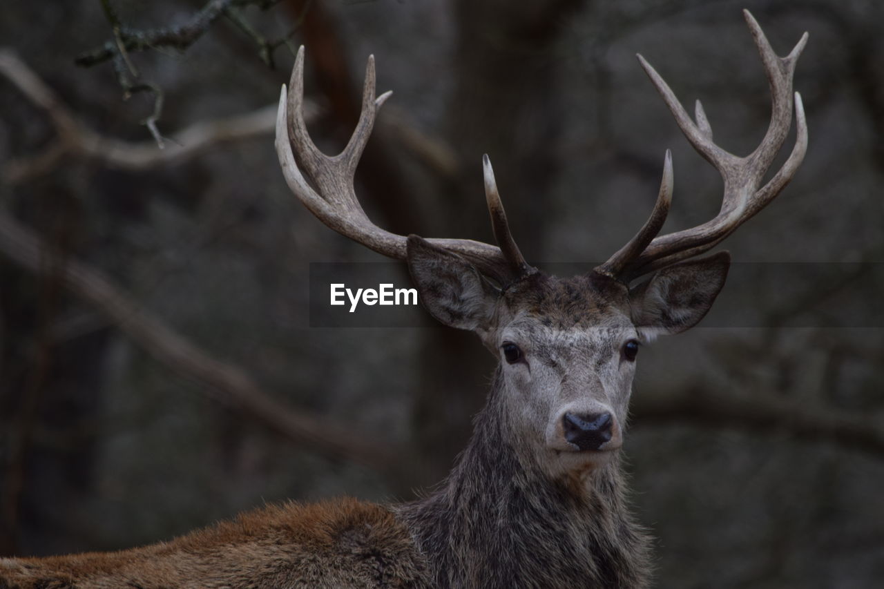 Portrait of deer in forest