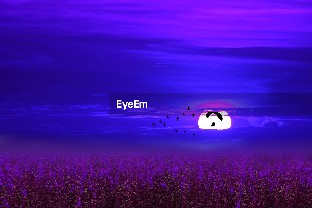 SCENIC VIEW OF BLUE SKY AND PURPLE FLOWER