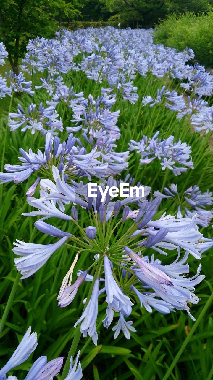 High angle view of african lily
